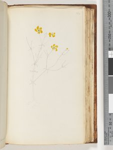 Página 142. Sin inscripción, dibujo inacabado, planta no identificada