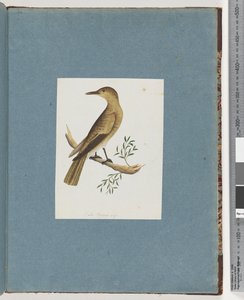 Página 144. Pájaro no identificado de Unknown artist