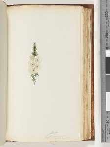 Página 145. Alela / Leptospermum ambiguum