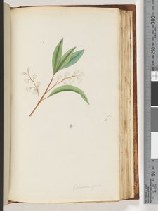 Página 150. Elaeocarpus