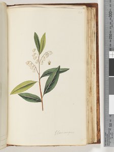 Página 151. Elaeocarpus