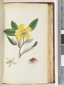 Página 154. Hibbertia volubilis / Flor de Guinea de Andrews