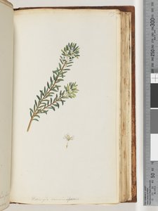 Página 159. Westringea rosmariniformis