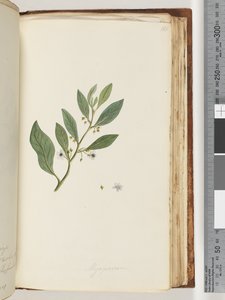 Página 161. Myoporum