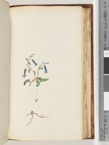 Página 165. Planta no identificada de Unknown artist