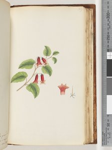 Página 169. Planta con flores sin nombre de Unknown artist
