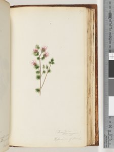 Página 170. Decandria monogynia. Kalmoides de Banks