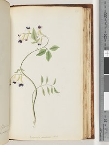 Página 171. Bignonia australis H.K de Unknown artist