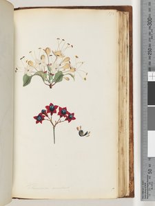Página 172. Volkameria scandens / El Árbol de Cumberland de Unknown artist