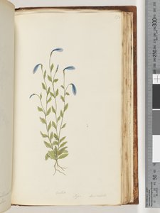 Página 173. Violeta. Pigia, Decandolli de Unknown artist