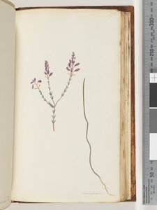Página 175. Comaspernia