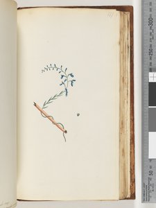 Página 177. Planta no identificada de Unknown artist