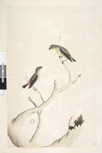 Página 17. Pardalotus. a lo largo del borde superior en diferente mano agosto. Ambos dibujados a tamaño natural. añadido en tercera mano y se supone que es de un tipo diferente Pardalote manchado y Pardalote estriado oriental Pardalotus punctatus y Pardalo de Unknown artist