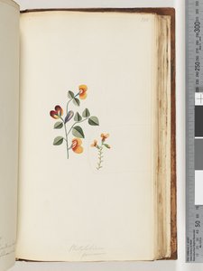 Página 180. Platylobium formosum (Guisante Plano Hermoso)