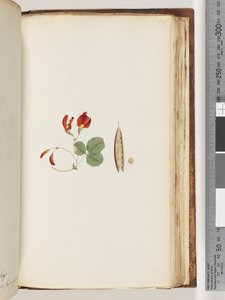 Página 181. Una enredadera que crece alrededor de árboles y arbustos de Unknown