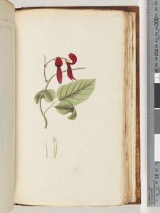 Página 185. Planta no identificada de Unknown artist