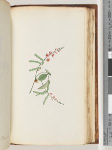 Página 186. Planta con flores, una enredadera