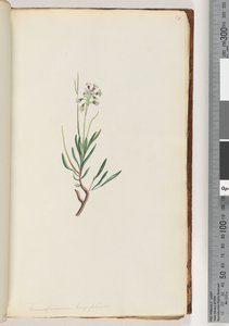 Página 18. Conospermum longifolium Coneseeds de hoja larga