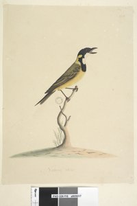 Página 18. Tamaño natural Silbador Dorado Pachycephala pectoralis, macho, 1791-92 de Unknown artist