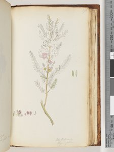 Página 190. Melaleuca thymifolia / Miel de Tomillo, mirto de Unknown artist
