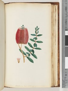 Página 193. Melaleuca hypecifolia / Mirto rojo de Unknown artist