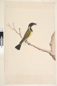 Página 19. Abril. Tamaño natural. Golden Whistler Pachycephala pectoralis, macho, 1791-92