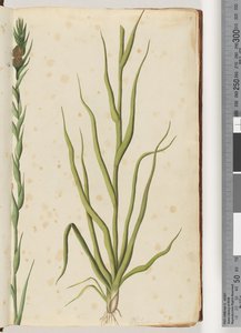 Página 1. Philydrum lanuginosum de Unknown artist