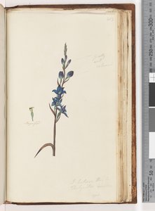 Página 203. Creo que esto es Thelymitra ixioides / Orquídea del sol manchada de Unknown