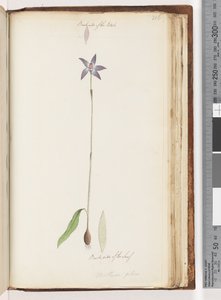 Página 206. Reverso de los pétalos. Reverso de la hoja. Arethusa pilosa / Orquídea de labios de cera