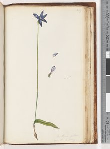 Página 207. Arethusa pilosa / orquídea de labios de cera