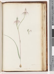 Página 208. Arethusa certe? Caladenia carnea Br / Orquídea de dedos rosados