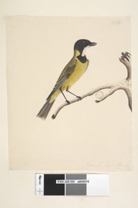 Página 20. Tamaño natural. Abril Golden Whistler Pachycephala pectoralis, macho, 1791-92 de Unknown artist
