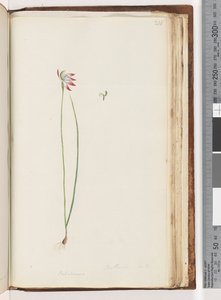 Página 210. Arethusa certe? (Caladenia)