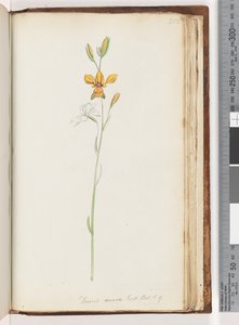 Página 213. Diuris aurea. Exot. Bot. t. 9. (Orquídea Burro Dorada)