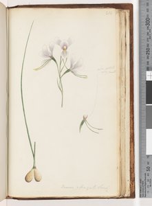 Página 214. Diuris elongata Saracty? Orquídea burro púrpura