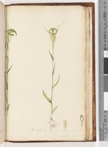 Página 215. Pterostylis op / viridis de Unknown artist