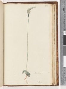Página 216. Pterostylis nutans?