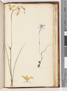 Página 219. Caladenia / Diuris dos plantas