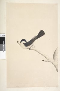 Cazamoscas Inquieto de Unknown artist