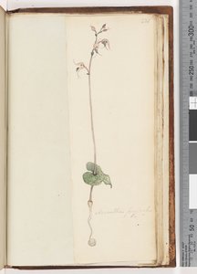 Página 221. Acianthus fornicatus Br. Gorros de Duende de Unknown artist
