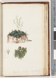Página 223. Dendrobium linguiforme Exot. Bot. t. 11 (Orquídea Lengua) de Unknown artist
