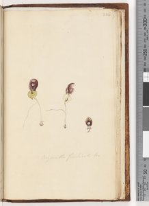 Página 226. Corysanthes fimbriata Br (Orquídea Casco Fringido)