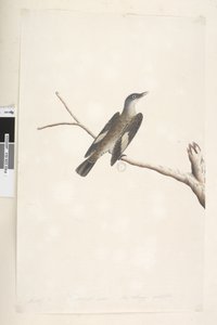 Página 23. Mayo, tamaño natural. Trepador marrón Climacterus picumnus, 1791-92 de Unknown artist