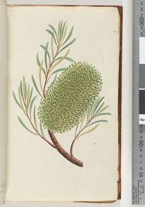 Página 23. Planta con flores sin nombre de Unknown artist