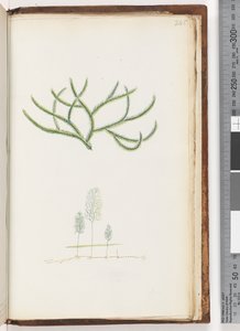 Página 245. Sin inscripción, planta no identificada de Unknown artist