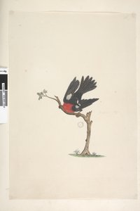 Página 24. Tamaño natural Petirrojo Escarlata Petroica multicolor, macho, Isla Norfolk, 1791-92 de Unknown artist