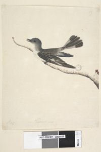 Página 27. Mayo. Tamaño natural. Hooded Robin, hembra Melanodryas cucullata, 1791-92 de Unknown artist
