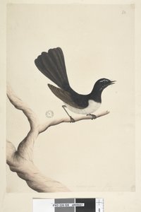 Página 28. Tamaño natural. Willie Wagtail Rhipidura leucophrys, 1791-92