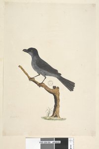 Página 29. Mirlo Mirlo de la Isla Norfolk? Aplonis fuscus, macho, 1791-92