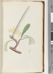 Página 29. Banksia costera
